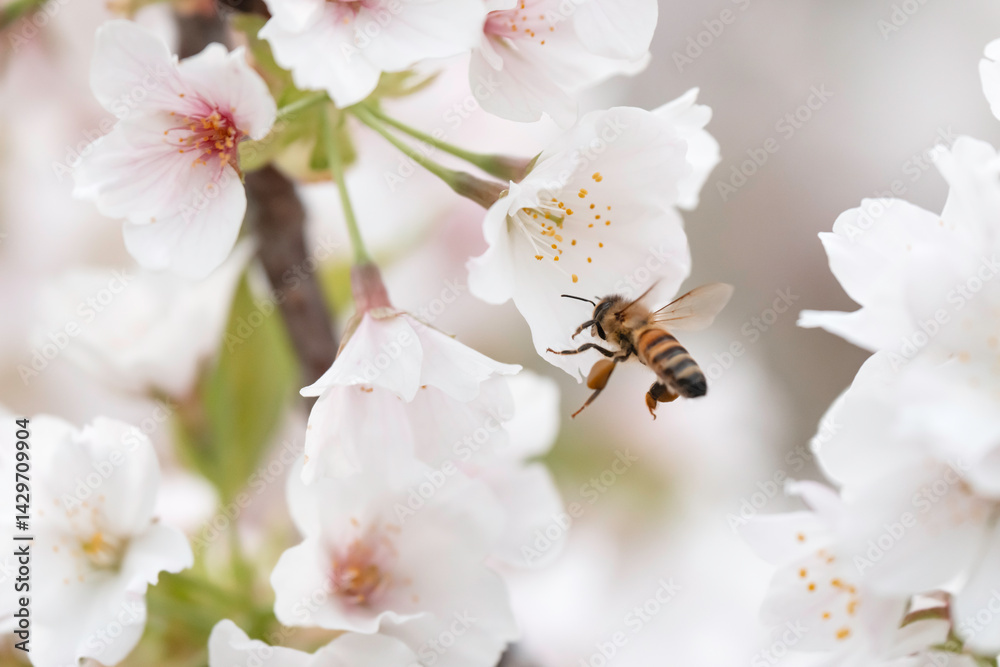 Obraz premium 満開のさくらの花で集密するミツバチ