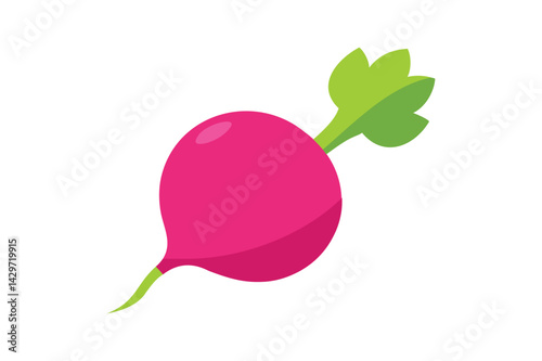 Fresh Radish Vegetable vector on white background