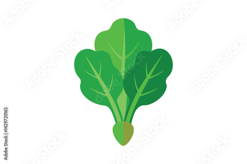 Fresh Sorrel Vegetable vector on white background