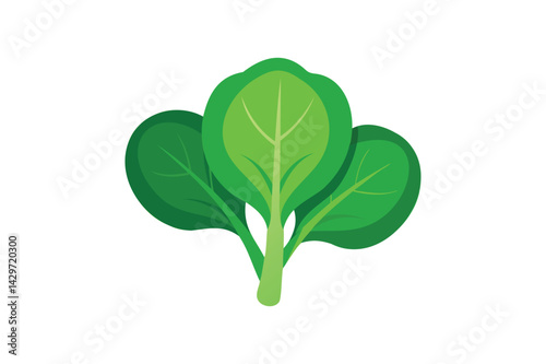 Fresh Spinach Vegetable vector on white background