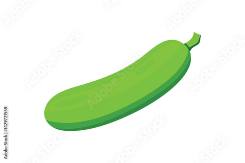 Fresh Zucchini Vegetable vector on white background