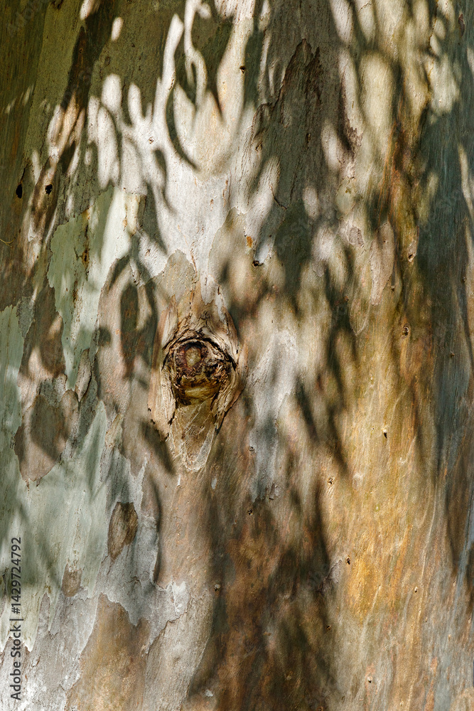 Closeup of natural tree bark texture with leaves shadow from sun, old wood Trunk in earthy tones. Macro photo of nature design for backgrounds, environment aesthetics, or texture in graphic design