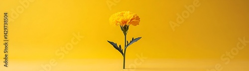 Yellow flower on yellow background