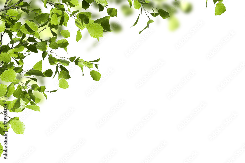 Close up green tropical leaves on white background Close up green tropical leaves on white background