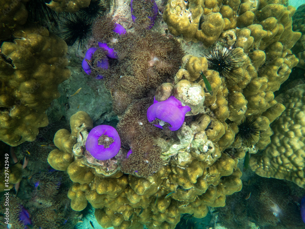 Obraz premium Sea anemone under myanmar sea