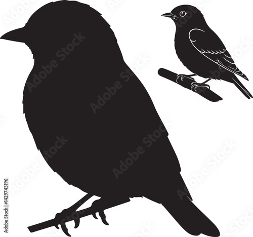 Eastern Bluebird Silhouette on White Background