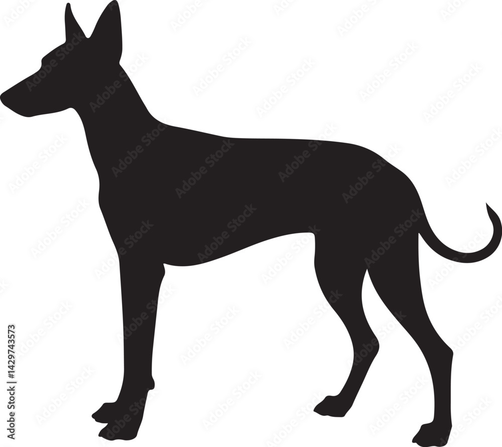 Obraz premium Ibizan Hound Silhouette on White Background