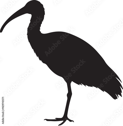 Ibis Silhouette on White Background