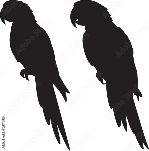 Macaw Silhouette on White Background
