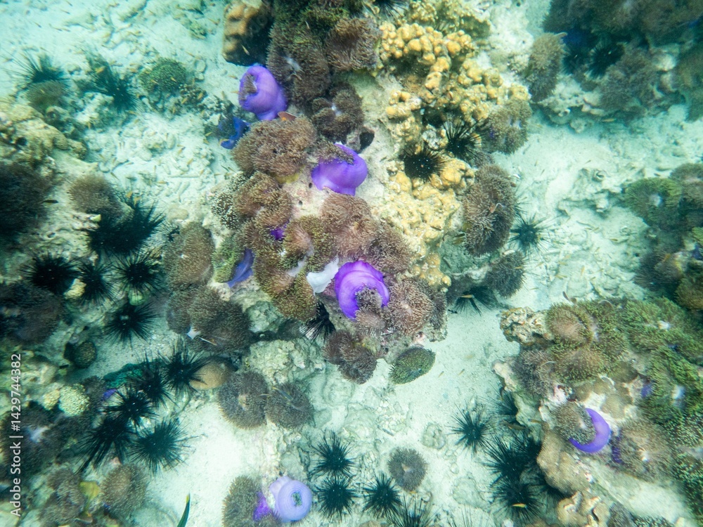 Naklejka premium Sea anemone under myanmar sea