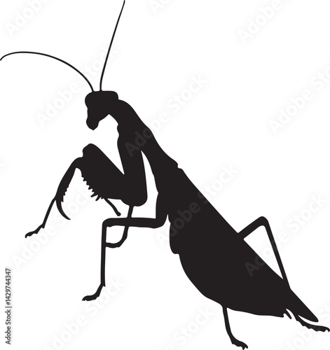 Praying Mantis Silhouette on White Background