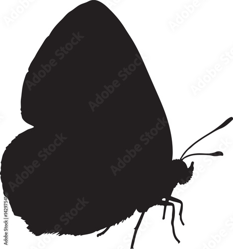 Hairstreak Vector Silhouette