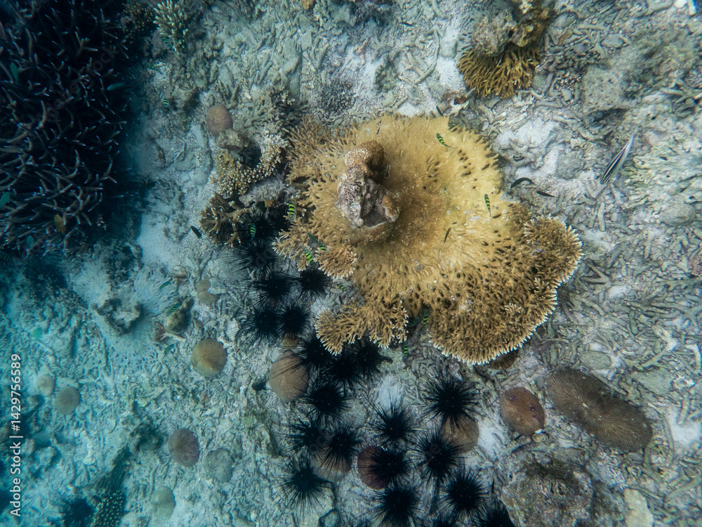 Fototapeta premium Coral reef under the Myanmar sea