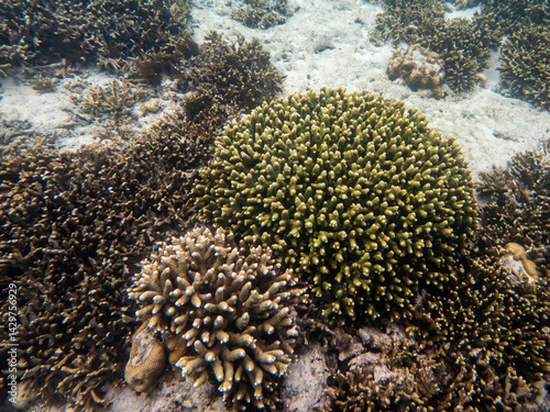 Coral reef under the Myanmar sea