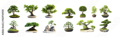Set of bonsai trees in different styles and containers. isolated on transparent background