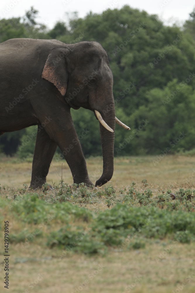 Beautiful Tuskers and Elephants in Kaudulla National Park, Sri Lanka Beautiful Tuskers and Elephants in Kaudulla National Park, Sri Lanka