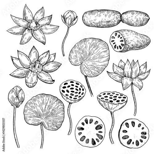 Set of lotus flowers, roots, buds and leaves. Hand-drawn black and white vector illustration.