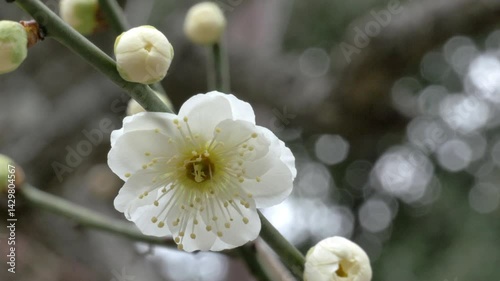 風に揺れる白い梅の花
