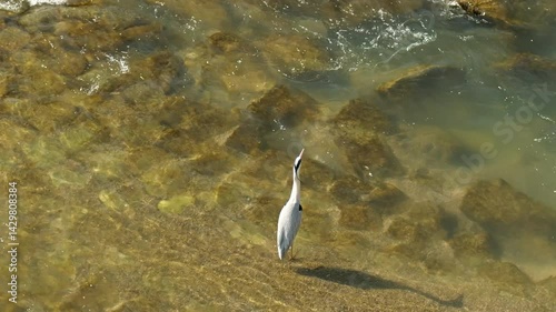 鴨川とアオサギ
