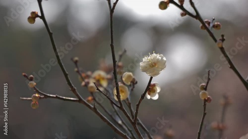凛とした白い梅
