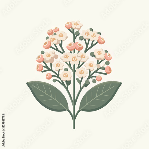 flower, nature, plant, pink, bloom, waxflower, floral, chamelaucium, blossom, green, wax, beautiful, background, white, natural, decoration, bunch, spring, summer, branch, bouquet, closeup, beauty, de