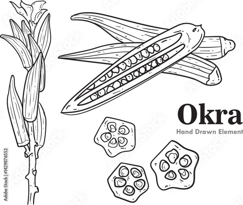 A set of black and white okra vegetable hand drawings