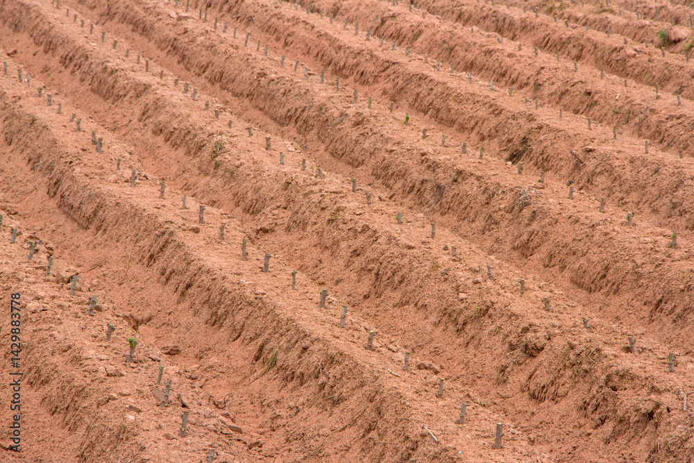 Cassava plantation plot Cassava plantation plot