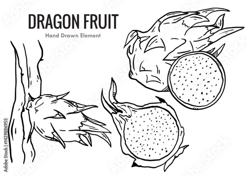 hand drawn vector illustration of an dragon fruit
