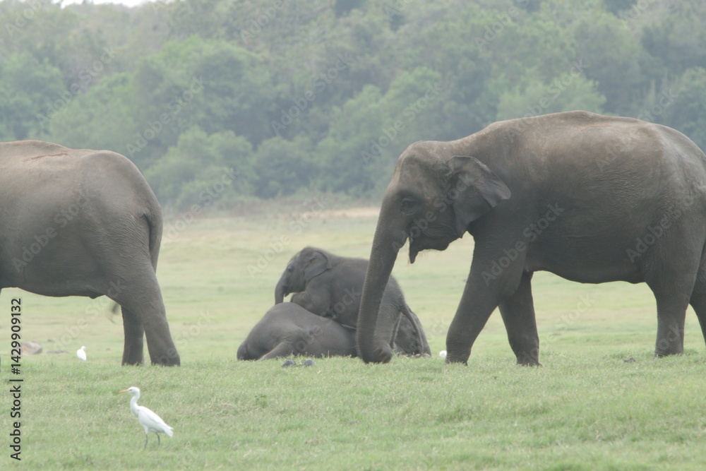 Fototapeta premium Sri Lankan Elephants and Tuskers in Kaudulla National Park, Sri Lanka 