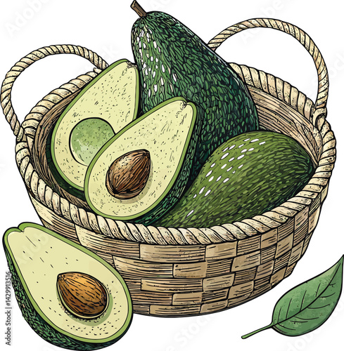 Fresh Avocado Vector Illustration