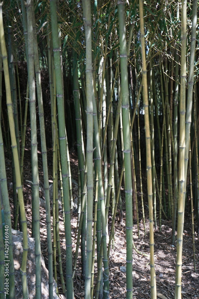Fototapeta premium bamboo