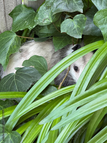 Obraz na płótnie Possum tries to hide in ivy and other plants w salonie