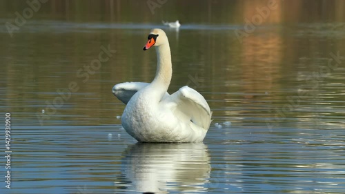 mute swan raise flap wings water reflection rural scene natural world norway