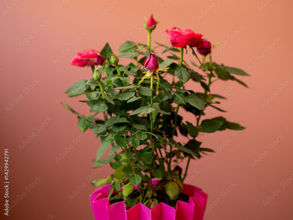 Fototapeta premium Bushy indoor roses in a pink pot. Miniature roses in the interior and garden. Rose plant in a pot. Mini roses have similar attributes to hybrid teas but in a much smaller size