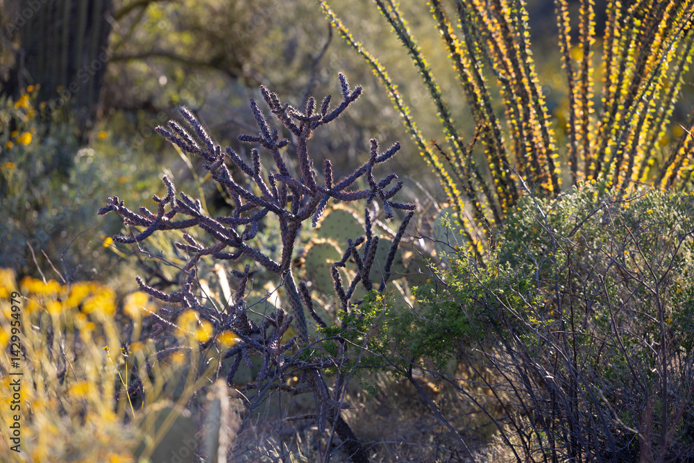 An array of cactus in a cactus garden in the Sonoran Desert near Tucson Arizona