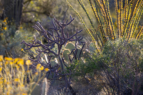 Obraz na płótnie An array of cactus in a cactus garden in the Sonoran Desert near Tucson Arizona w salonie