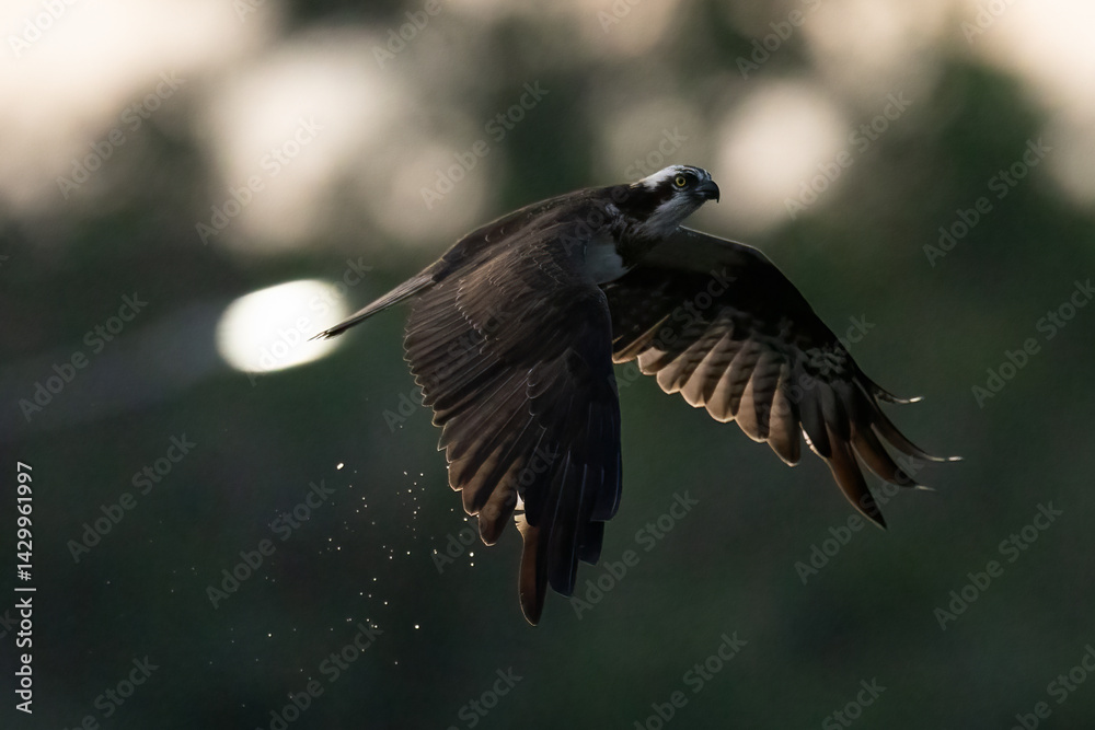 Obraz premium The beautiful flight characteristics of Osprey in Thailand.