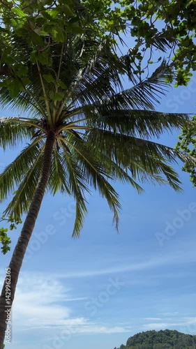 Tropical sky framed by gently swaying palm leaves, shot from beneath the trees