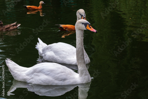 Fototapeta Naklejka Na Ścianę i Meble -  Two Graceful white Swans swimming in the lake, swans in the wild