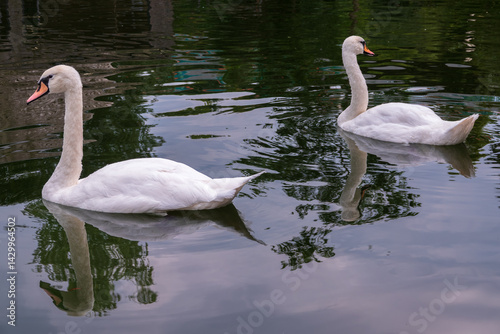 Fototapeta Naklejka Na Ścianę i Meble -  Two Graceful white Swans swimming in the lake, swans in the wild