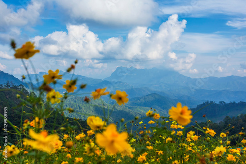 Doi Luang Chiang Dao of photo from Doi Hadubi with yellow flowers or marigolds beautiful nature in tropical rainforest in Chiang Mai, Thailand