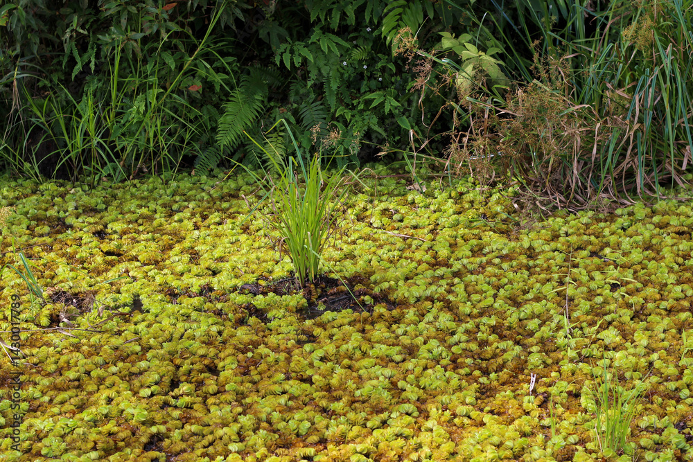 Obraz premium Square peat moss, Sphagnum squarrosum, Sunapee, New Hampshire.