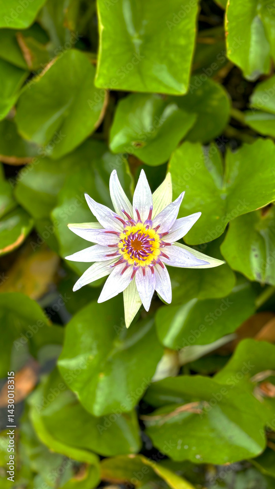 Elegant Lotus Flower in Full Bloom on Tranquil Water – Soft Petals and Lush Green Leaves, Symbolizing Purity and Serenity, Perfect for Nature, Wellness, and Spiritual-Themed Projects Elegant Lotus Flower in Full Bloom on Tranquil Water – Soft Petals and Lush Green Leaves, Symbolizing Purity and Serenity, Perfect for Nature, Wellness, and Spiritual-Themed Projects