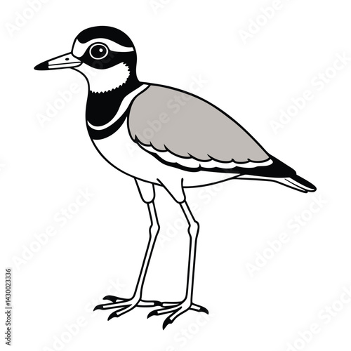 A drawing of a bird vector illustration on a white background