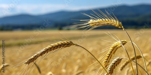 A golden wheat field under a blue sky ripens for harvest, a beautiful summer landscape of agriculture's bounty