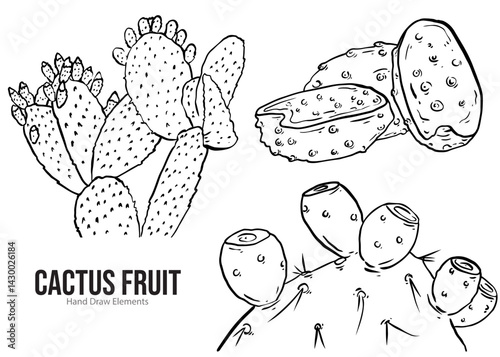 hand drawn vector illustration of an CACTUS FRUIT