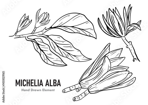 hand drawn vector illustration of a flower Michelia alba