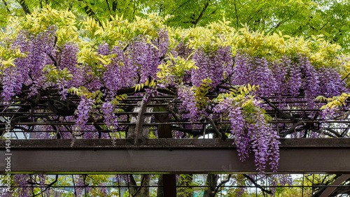 Konstfotografi 見頃を迎えた藤の花がマンションの敷地に咲いていました