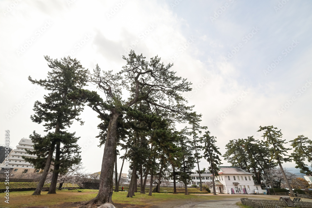 Fototapeta premium 満開の桜や杉、楠など、大きな木がたくさん植わっている。 日本の関東地方最大級の城、小田原城。 戦国時代（15〜16世紀）に関東一円を支配した北条氏の居城。 現代では公営の城址公園として整備されている。 本丸内資料館等、一部の有料施設以外のすべての公園部分は２４時間無料で市民に公開されている。 小田原城址公園、小田原市、神奈川県-2025年3月30日 