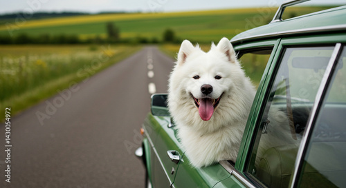Hsppy dog hanging out of car